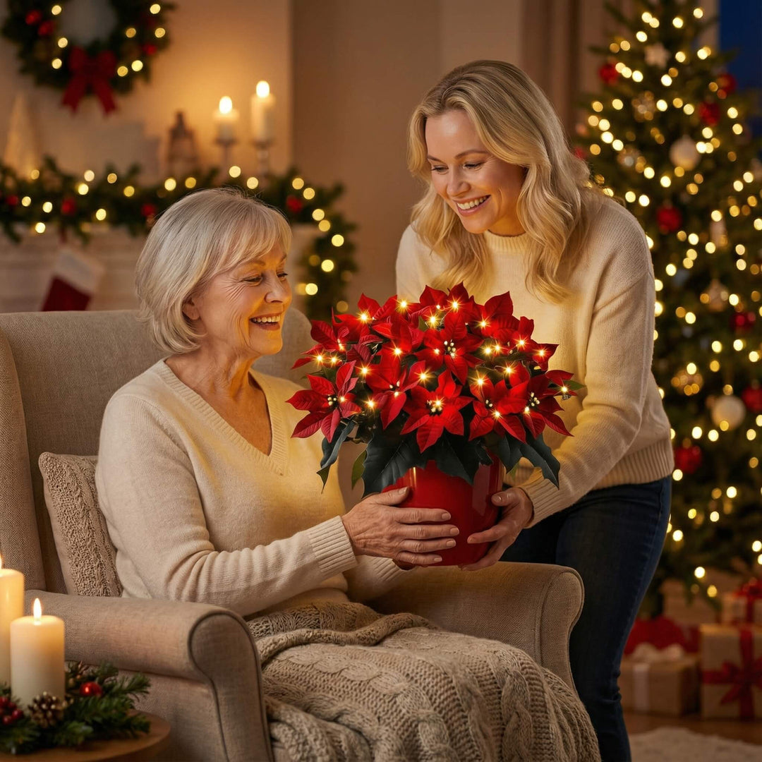 Poinsétia Rubi Radiante